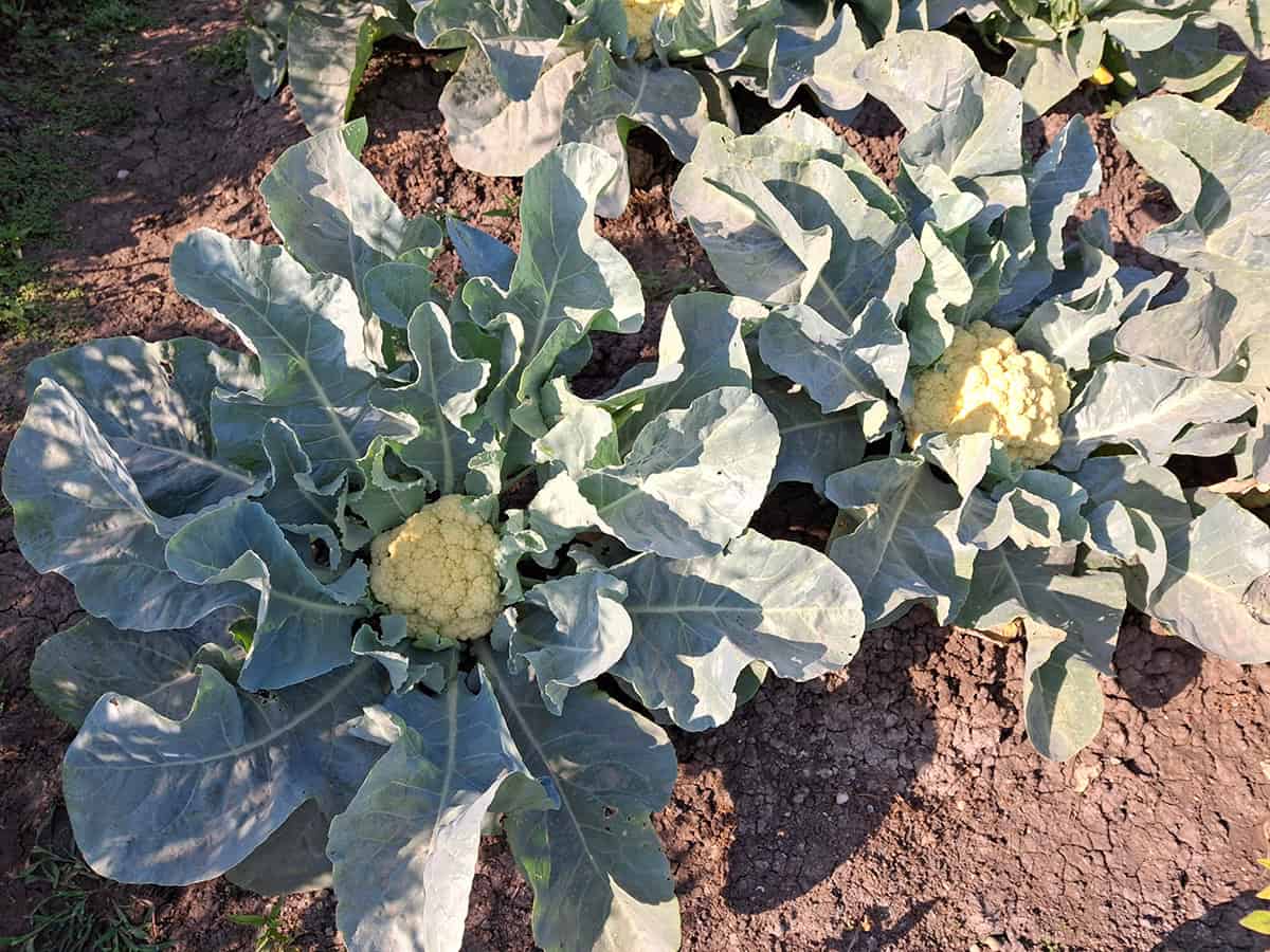 Cauliflower
