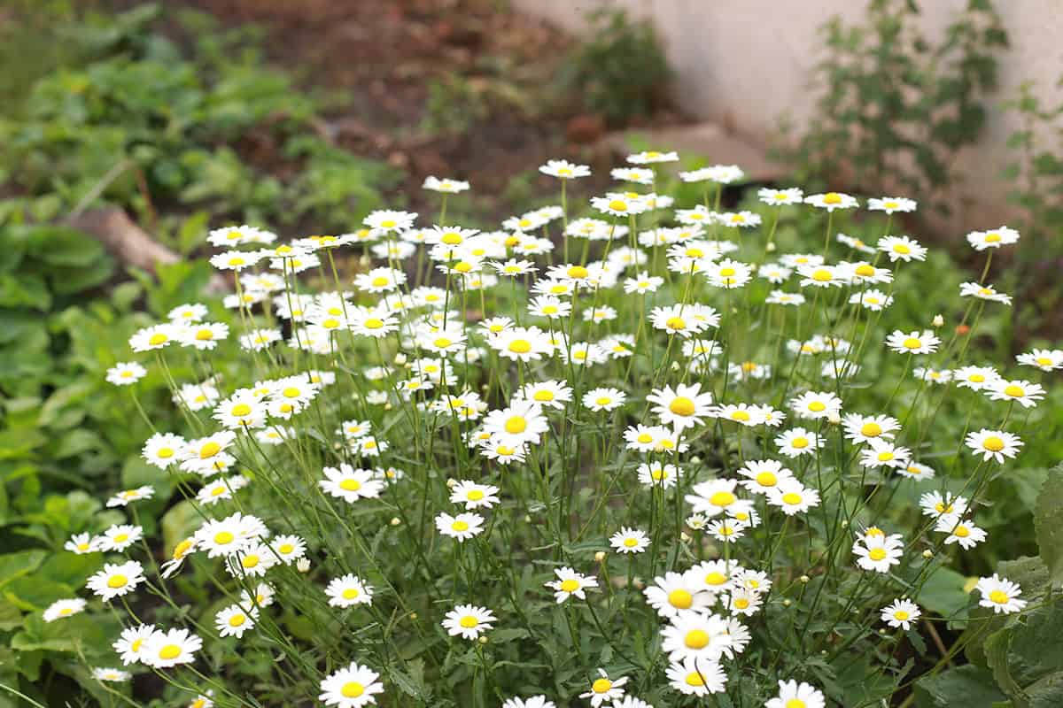 Chamomile