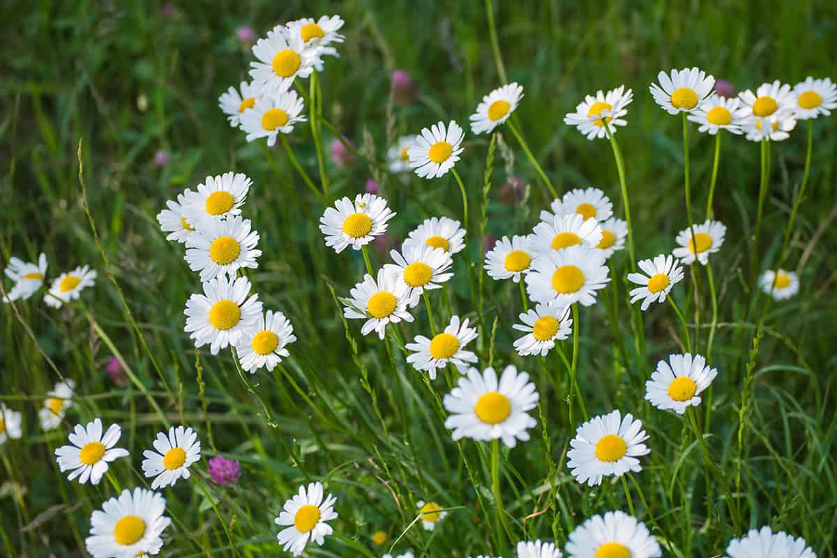 Chamomile_1