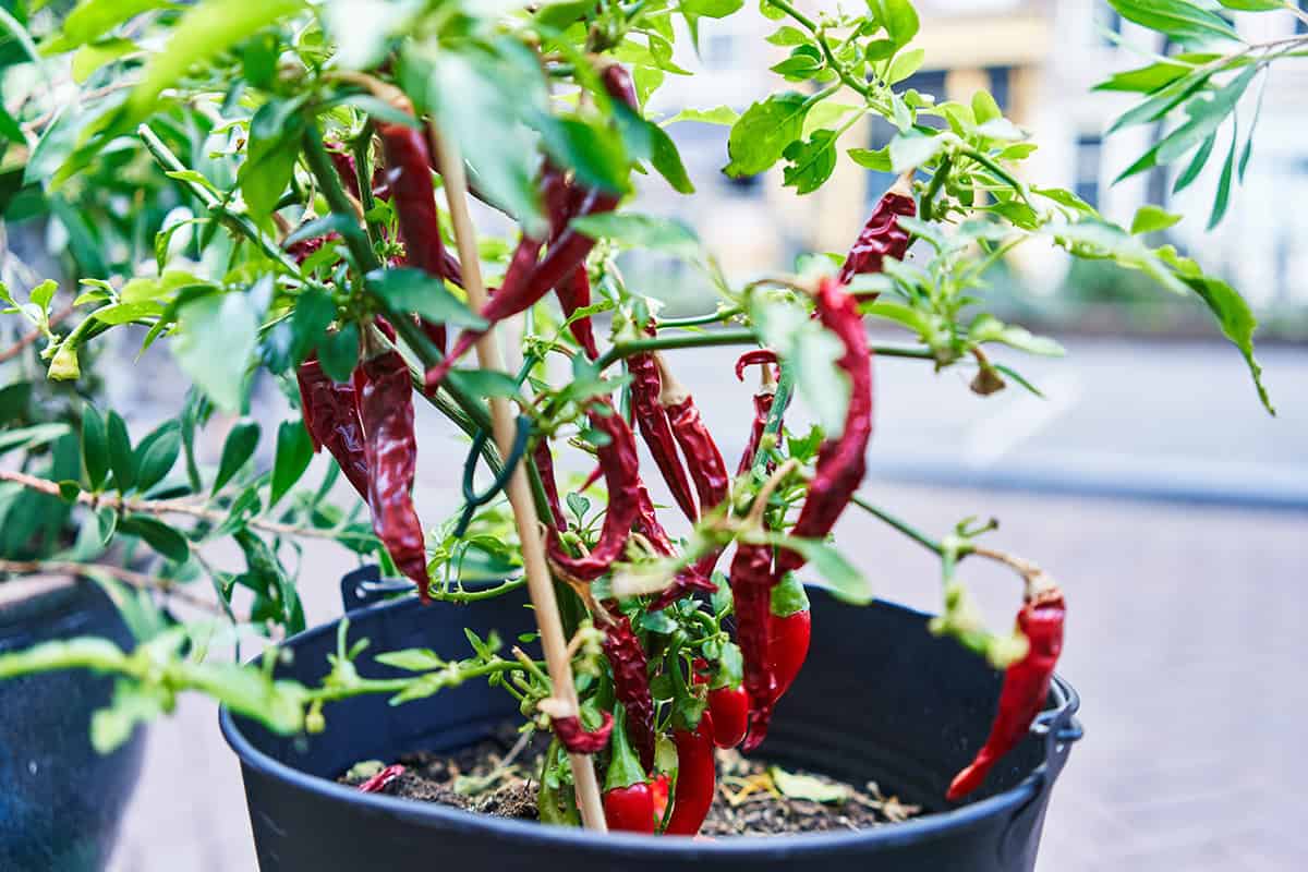 Chili Peppers