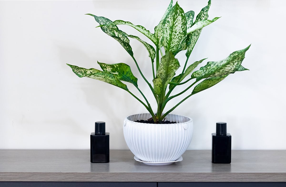 Chinese Evergreen (Aglaonema)