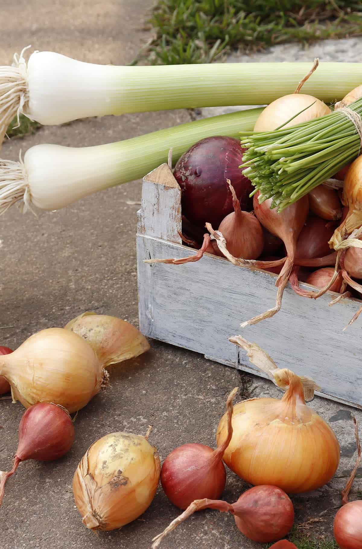 Choose The Right Onion Variety