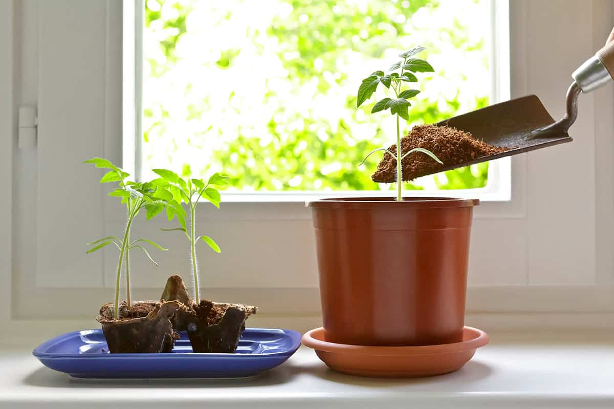Choose Well Draining Soil