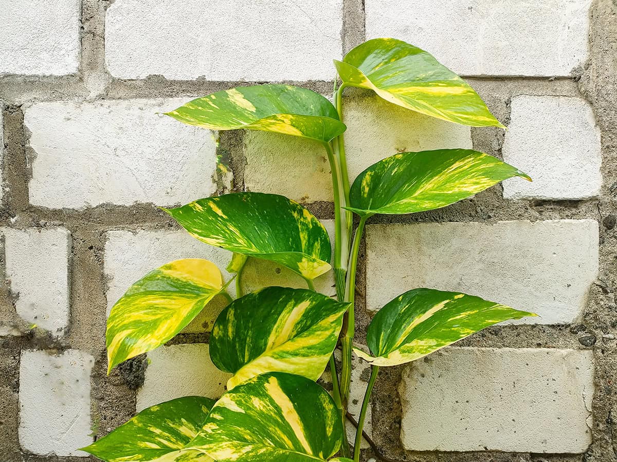 Choose a Support Structure for Your Pothos