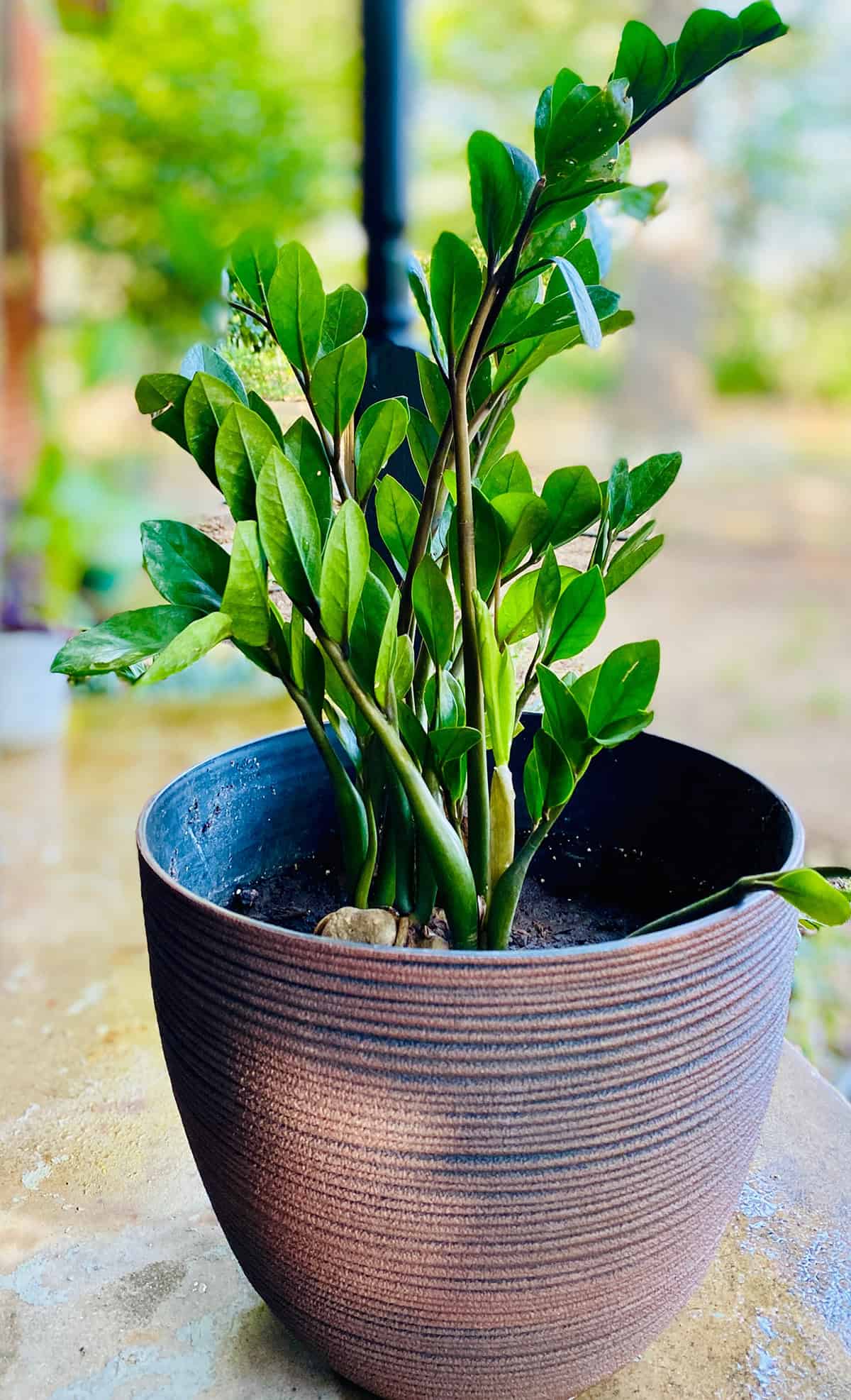 Choosing The Right Pot And Drainage