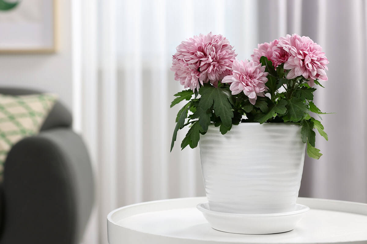 Chrysanthemum