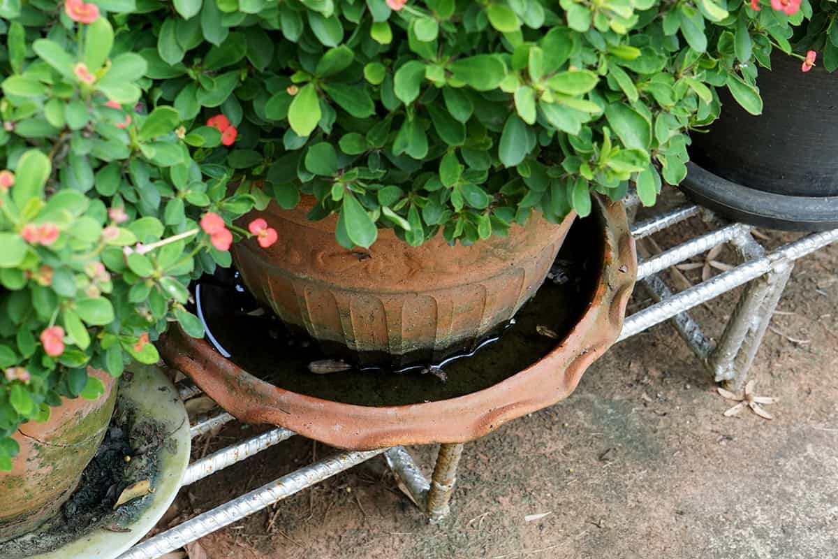 Clean Drain Trays And Pots Regularly