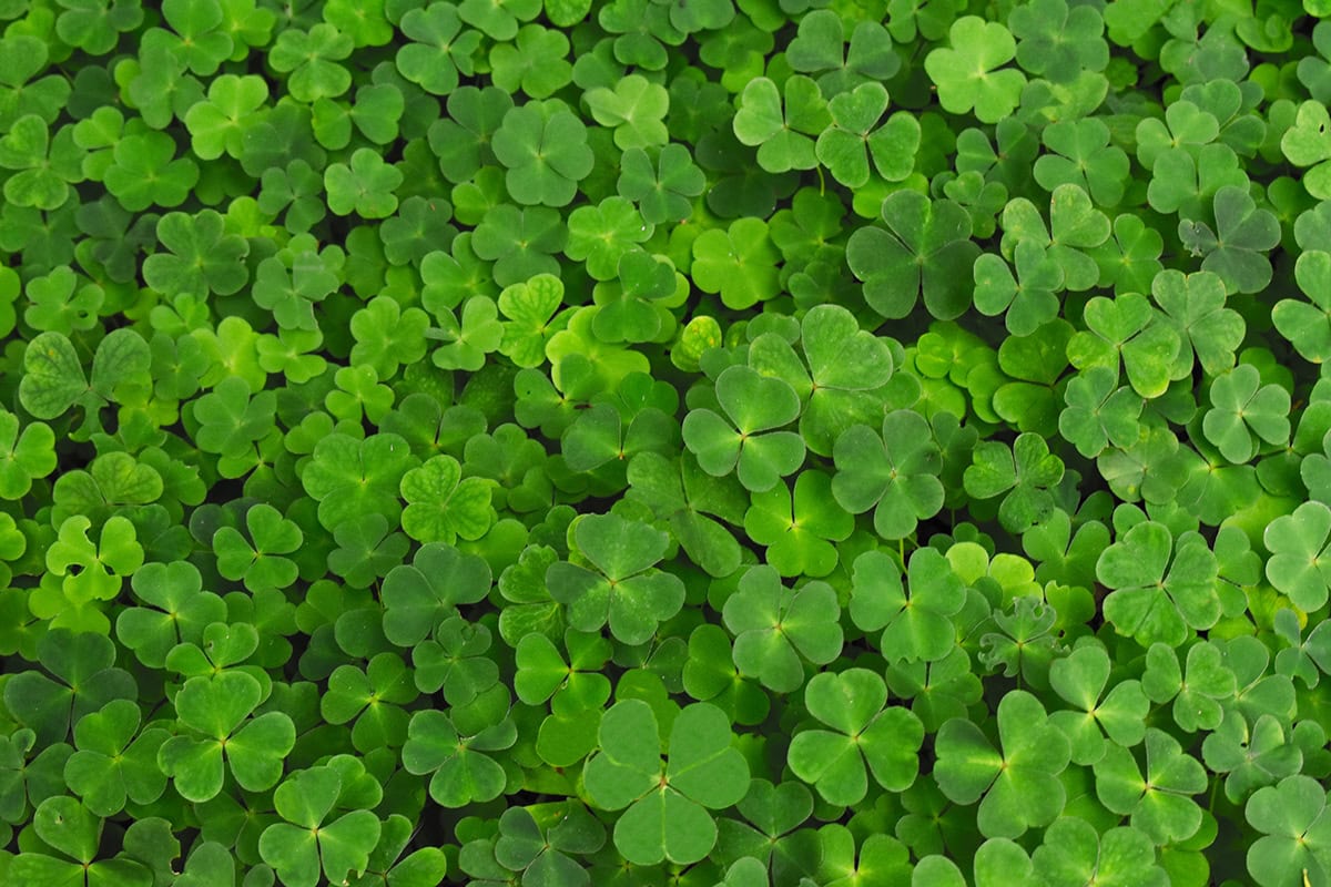 Clover