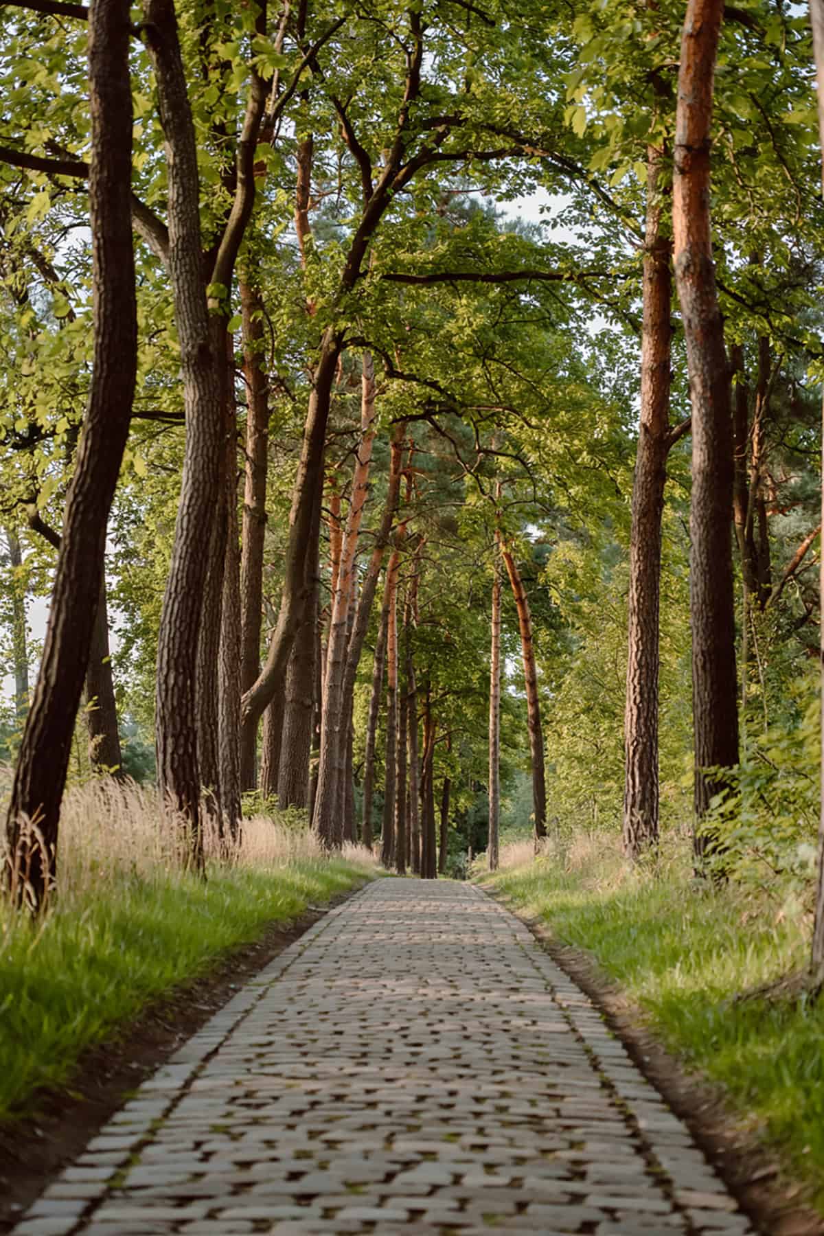 Cobbled Path Through a Forest