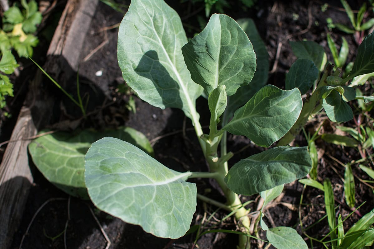 Collard Greens