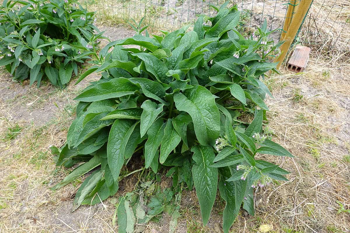 Comfrey