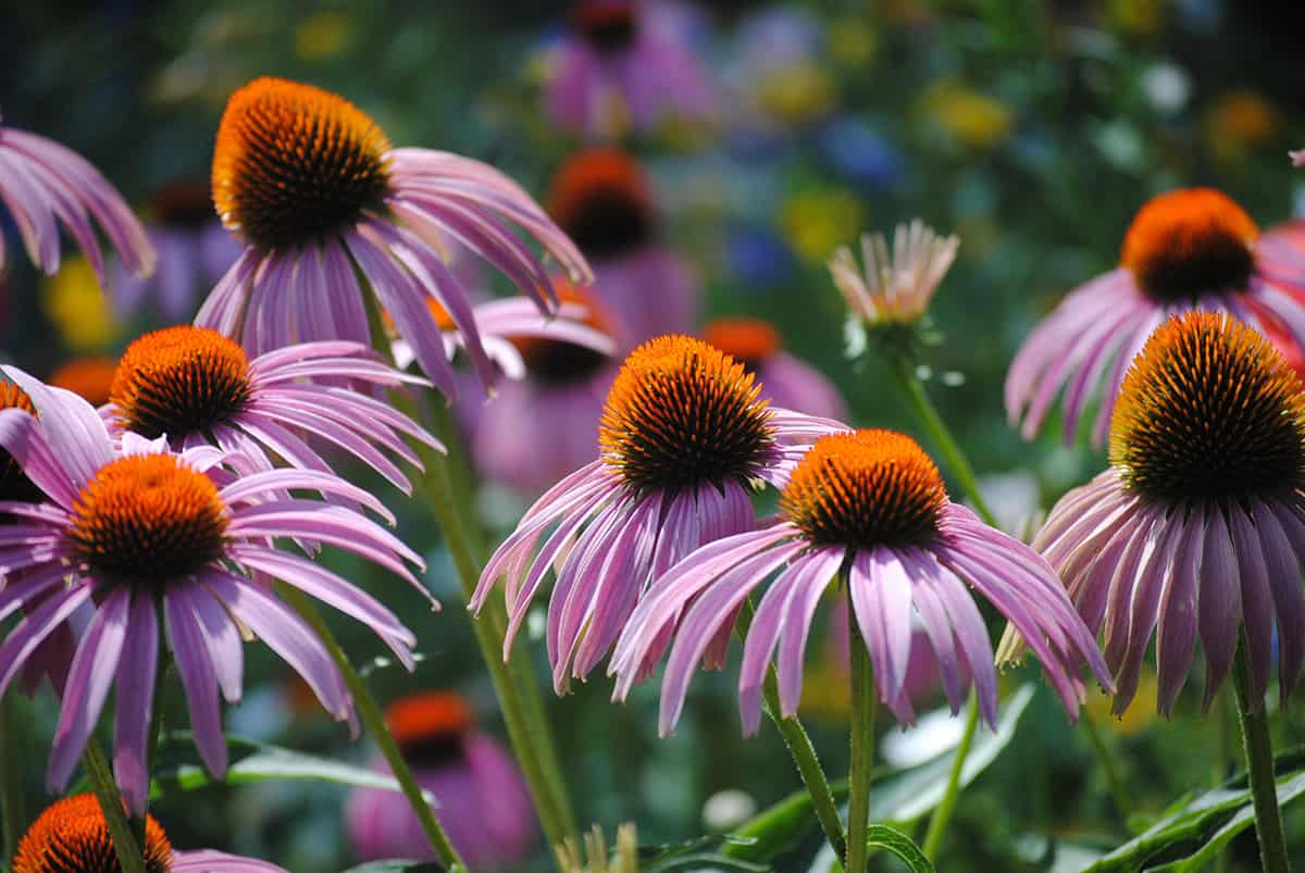 Coneflower (Echinacea)