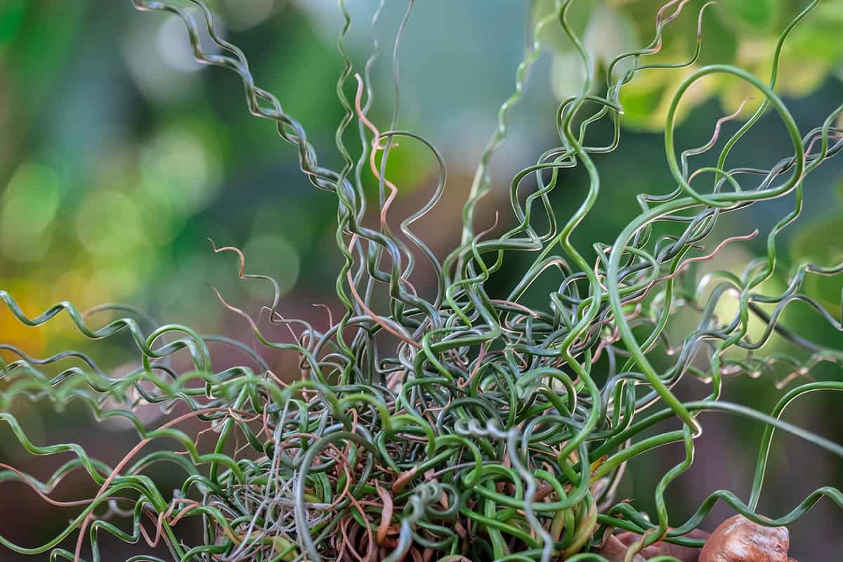 Corkscrew Rush (Juncus effusus ‘Spiralis’)