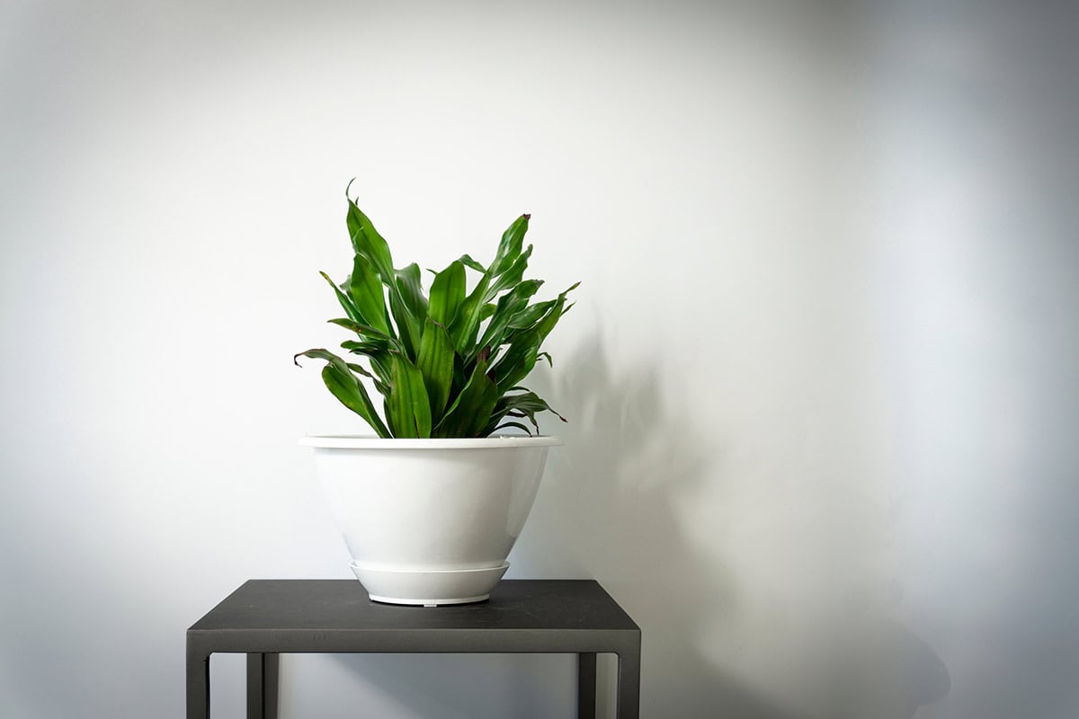 Corn Plant (Dracaena fragrans)