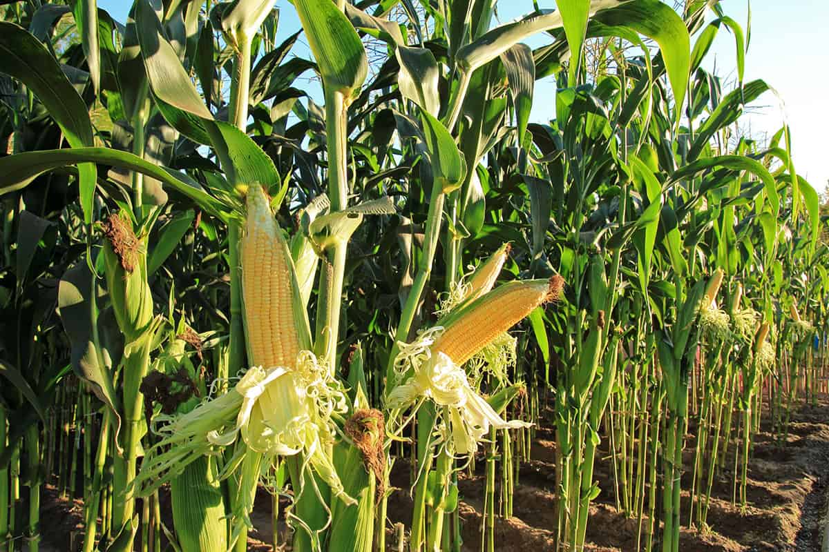 Corn