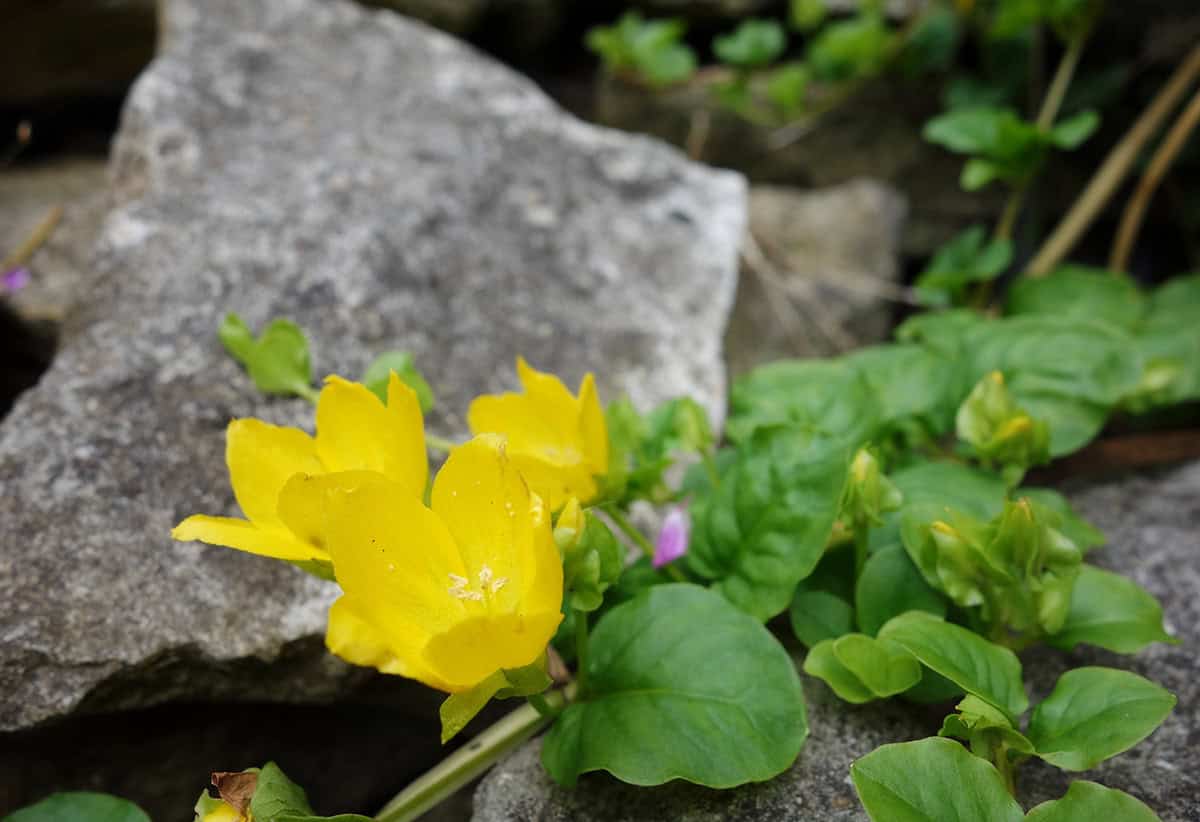 Creeping Jenny (Lysimachia nummularia)