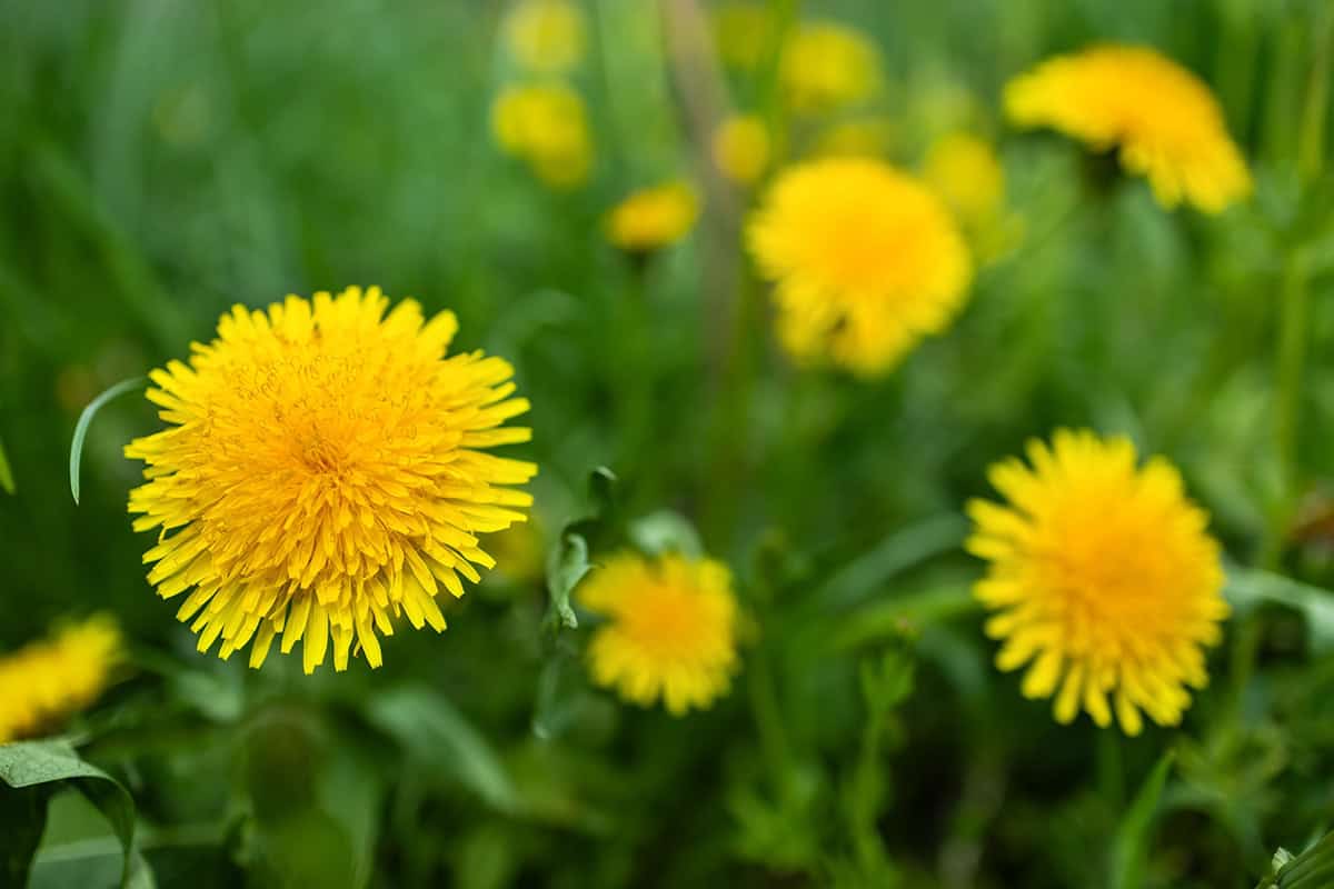 Dandelion