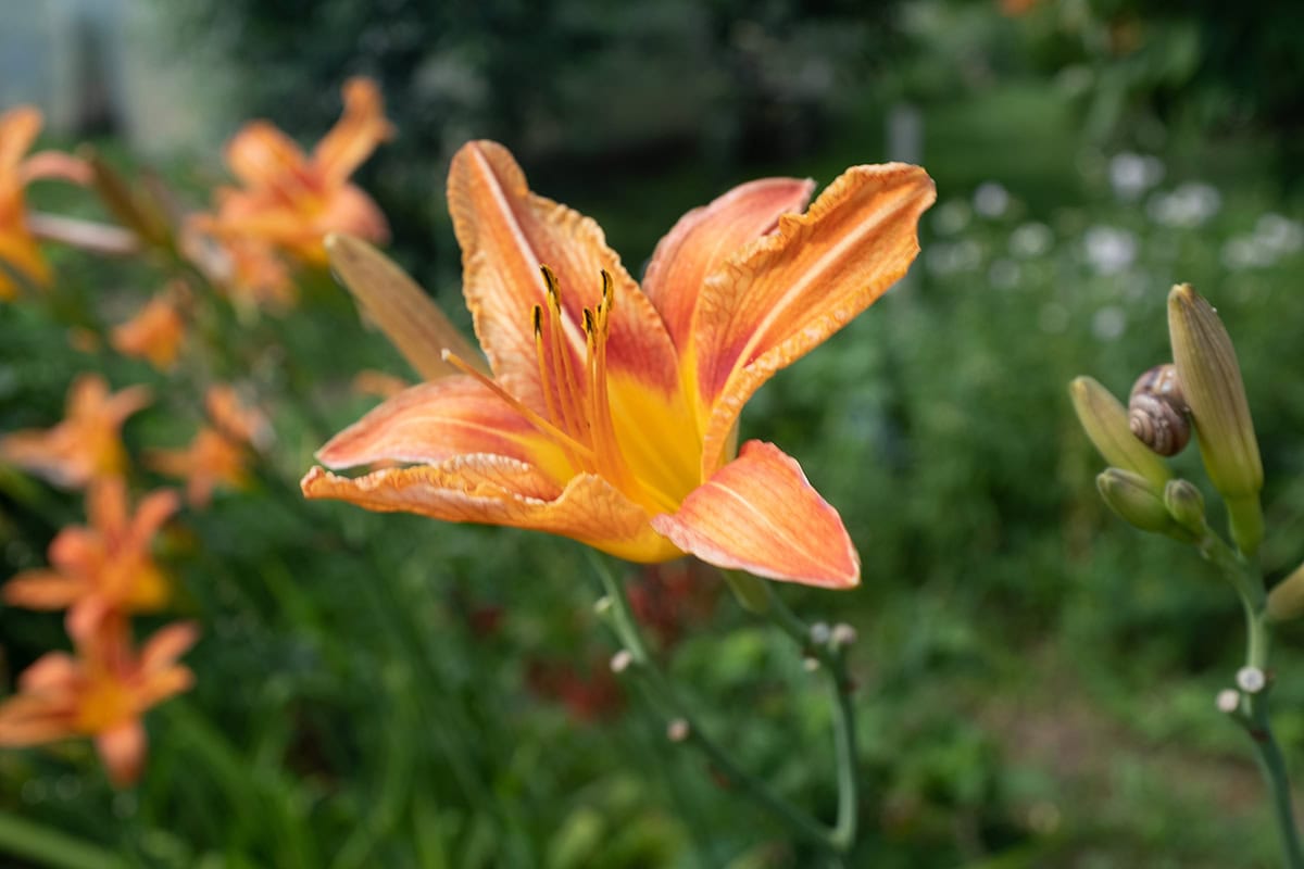 Daylilies (Hemerocallis)
