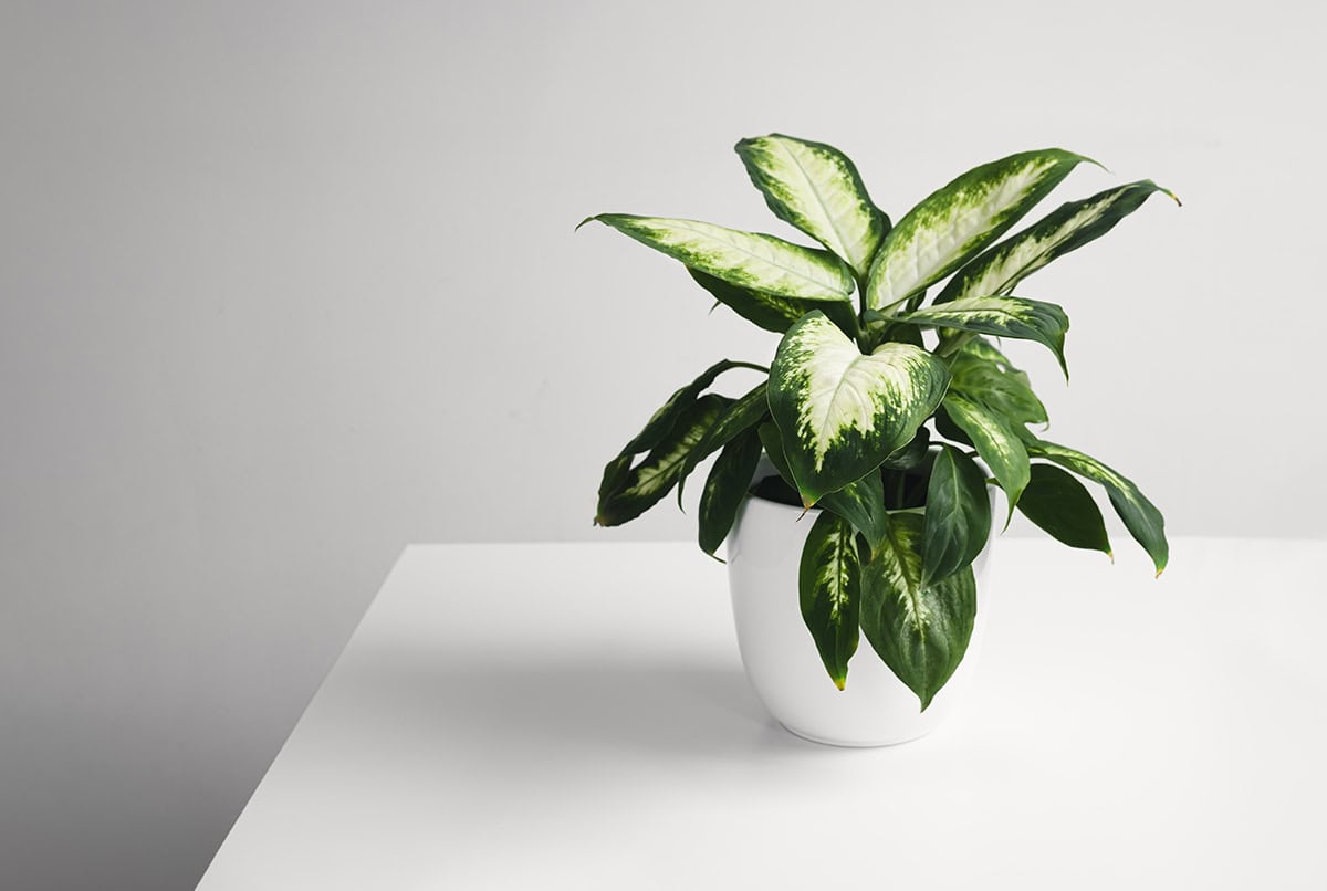 Dieffenbachia (Dumb Cane)