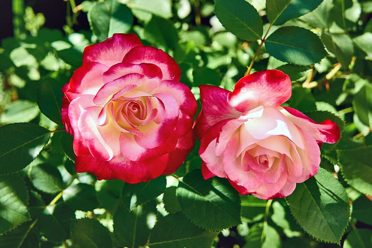 Double Delight