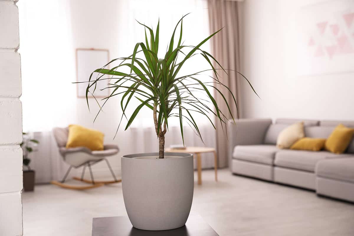 Dracaena
