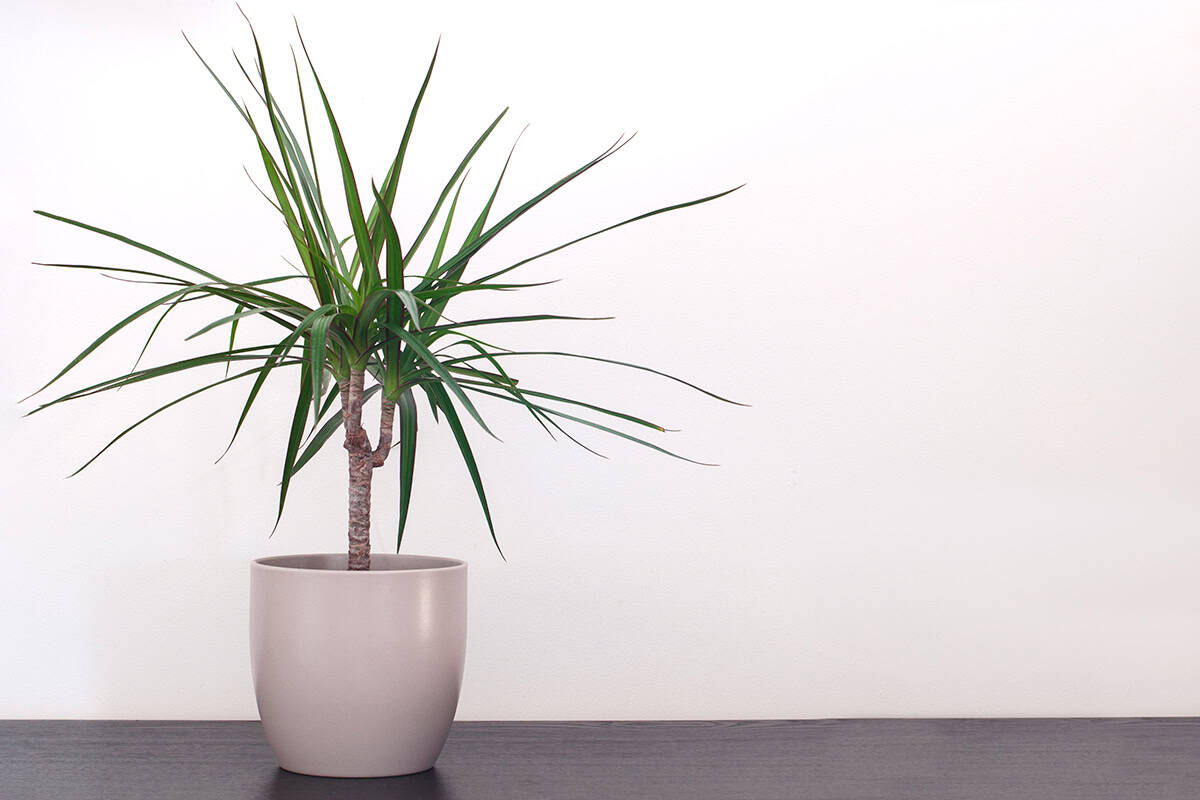 Dracaena marginata (Dragon Tree)