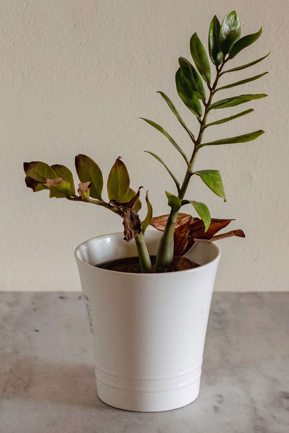 Drooping Or Curling Leaves