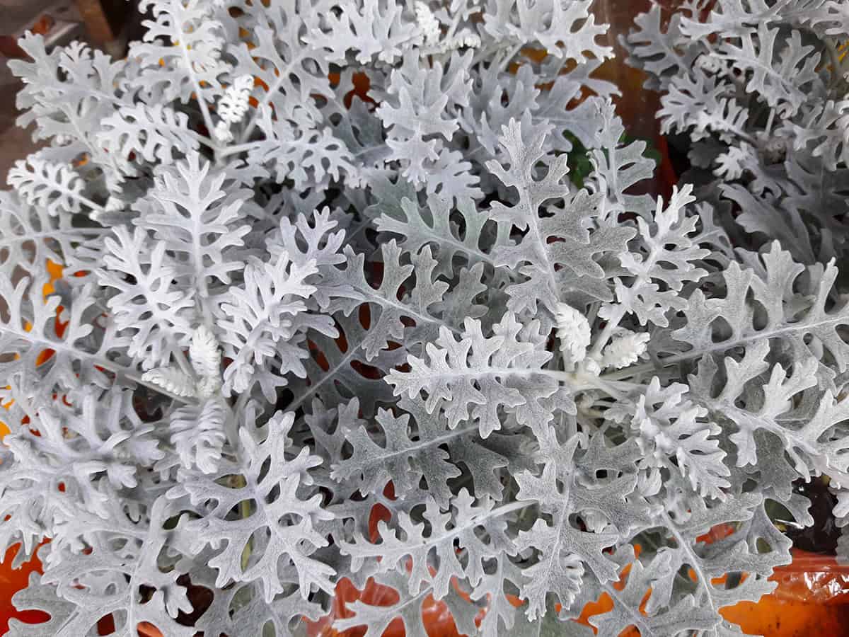 Dusty Miller