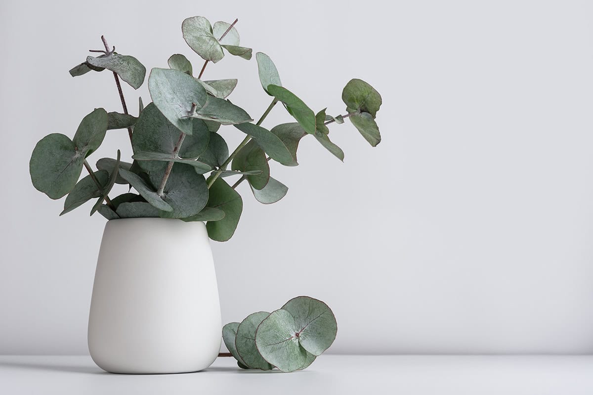Eucalyptus