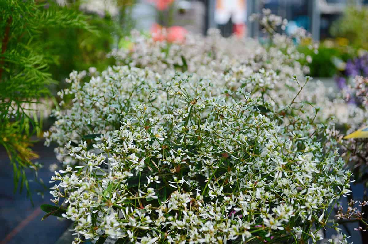 Euphorbia ‘Diamond Frost’