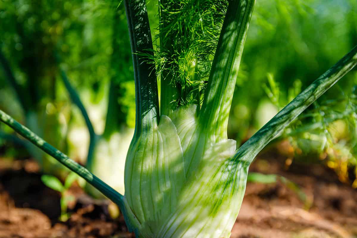 Fennel