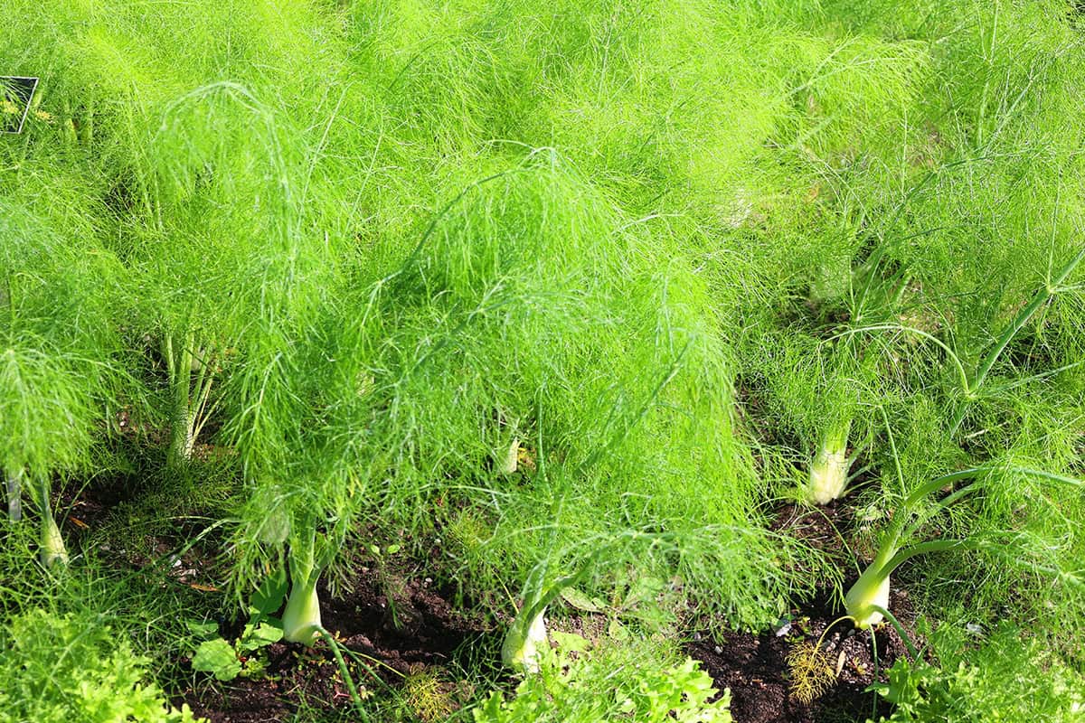 Fennel