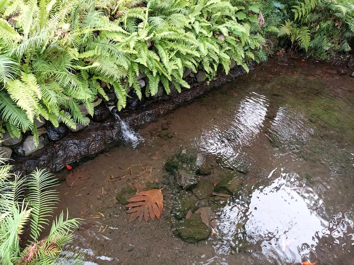 Ferns (e.g., Lady Fern, Ostrich Fern)