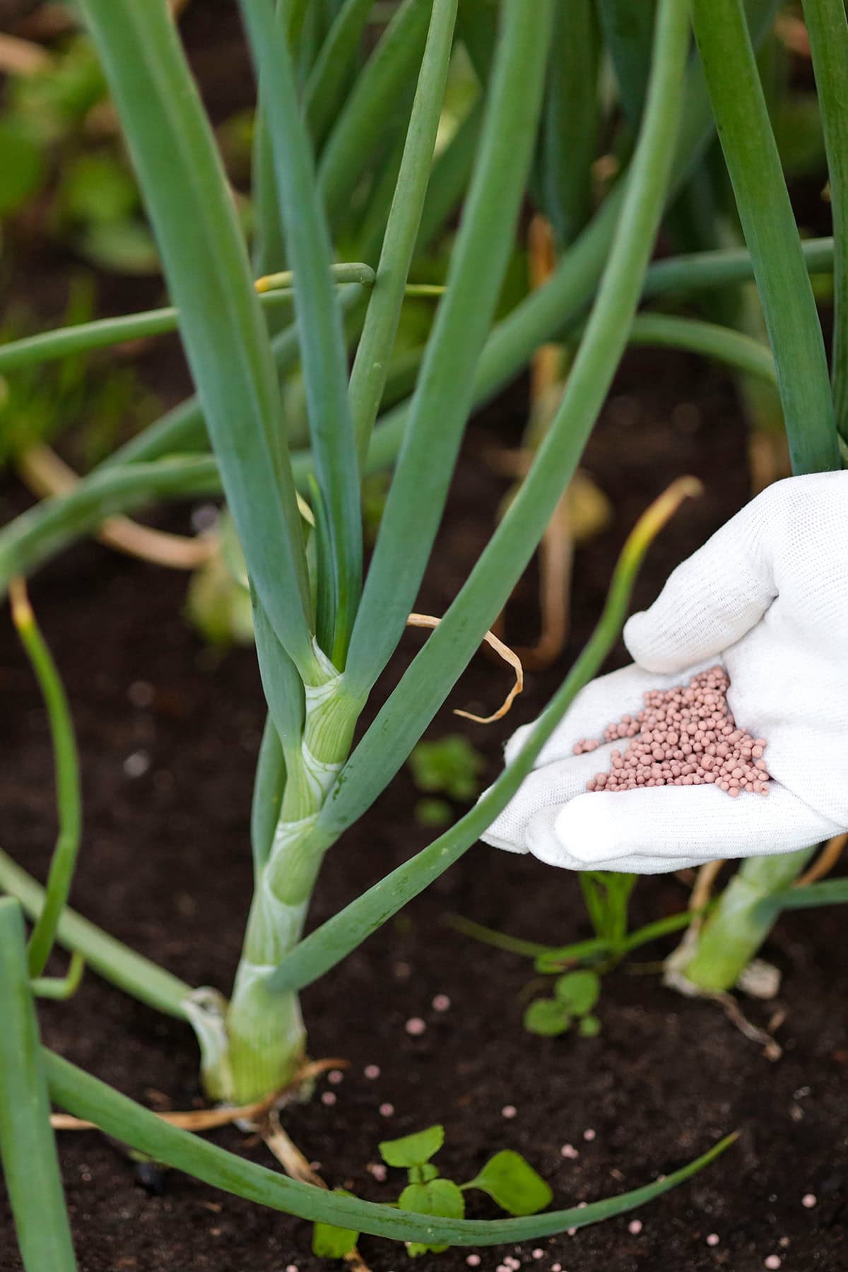 Fertilize At The Right Time