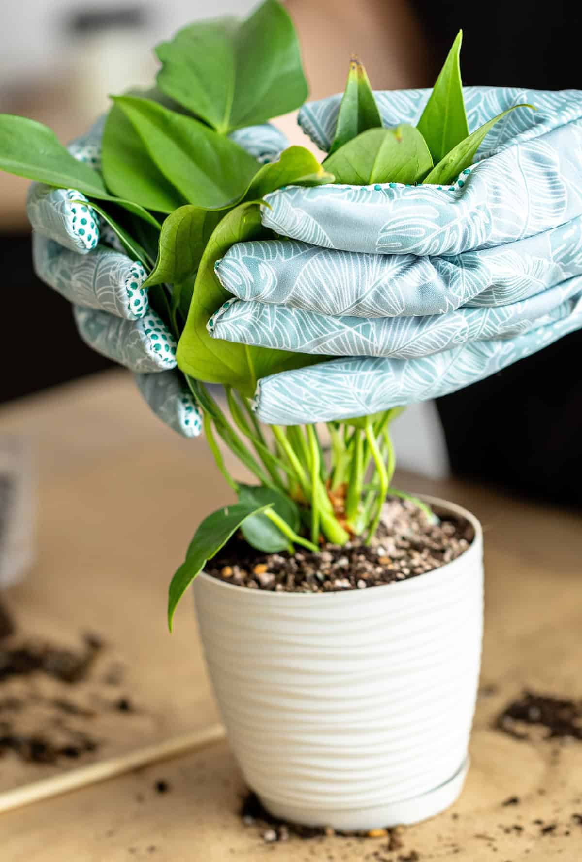 Fertilizing To Encourage Growth