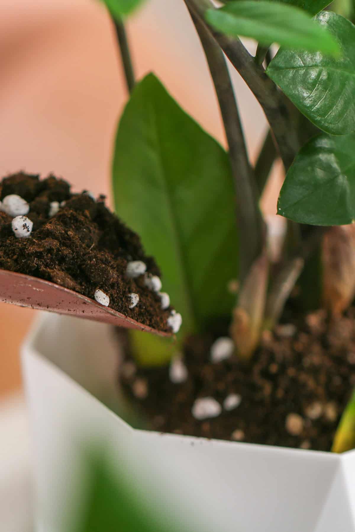Fertilizing ZZ Plant