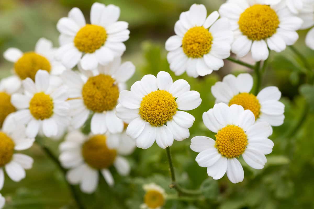 Feverfew