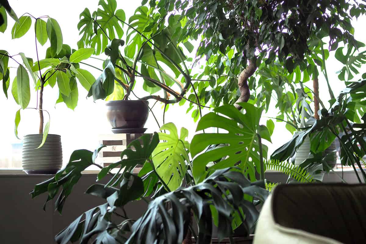 Fill Corners with Large, Affordable Leafy Plants