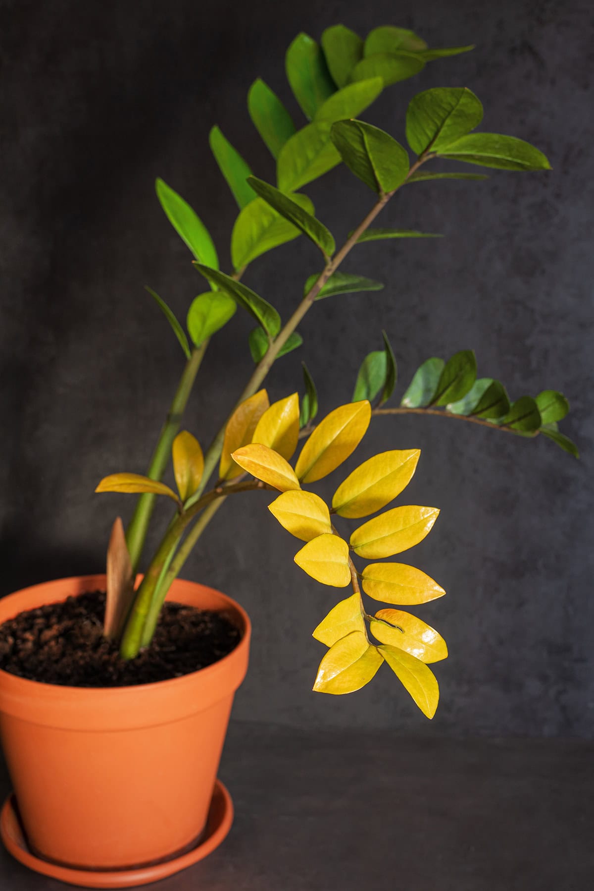 Fixing Yellow Or Brown Leaf Tips