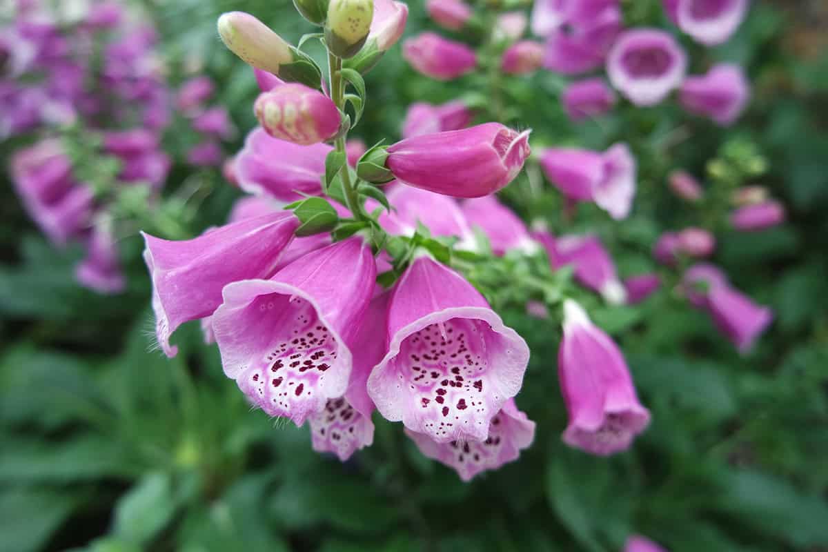 Foxglove