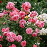 Fragrant Roses