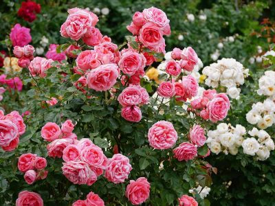 Fragrant Roses