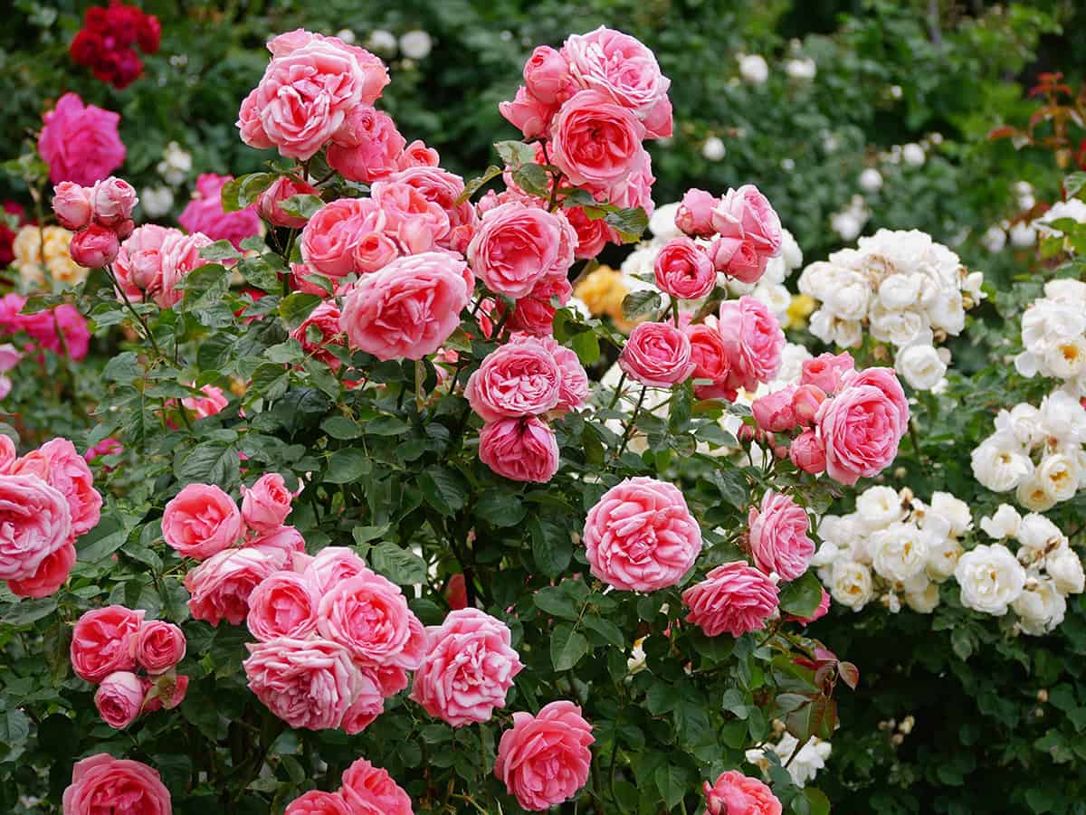 Fragrant Roses