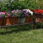 Full Sun Container Plants