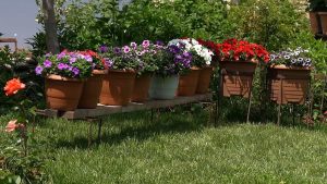 Full Sun Container Plants