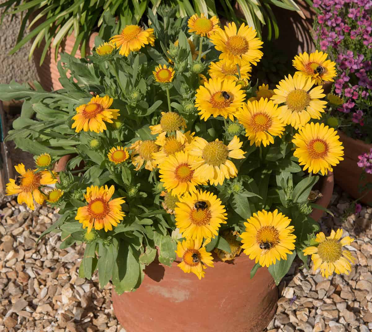 Gaillardia (Blanket Flower)