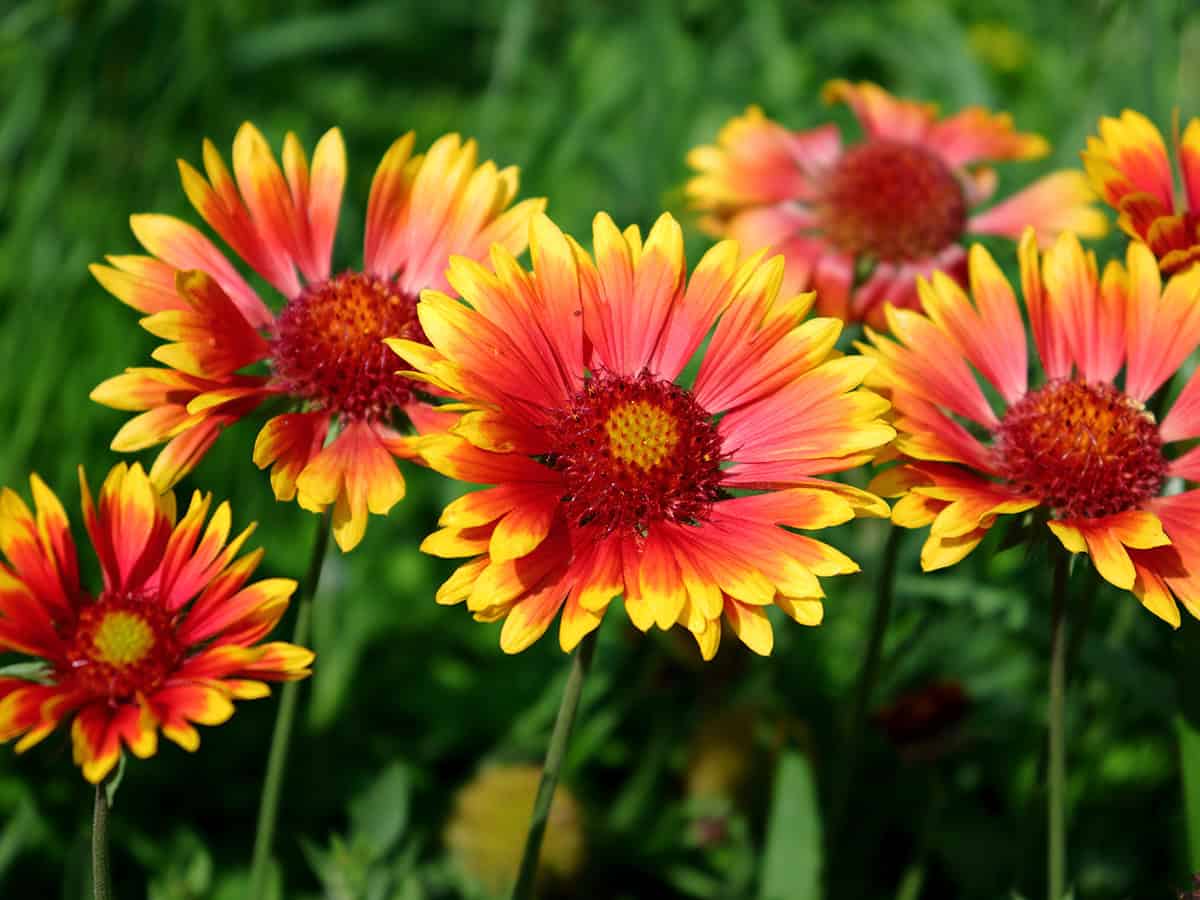 Gaillardia (Blanket Flower)_1