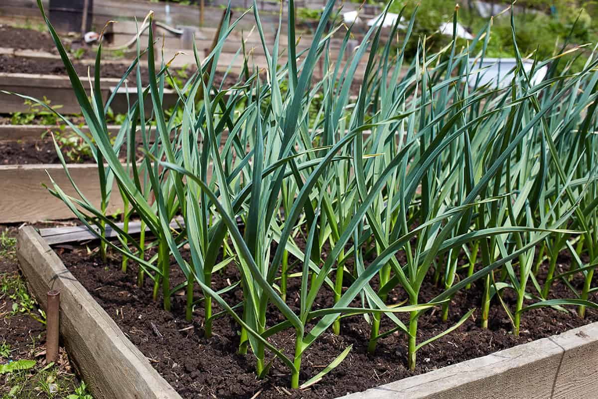 Garlic (Especially For Greens)
