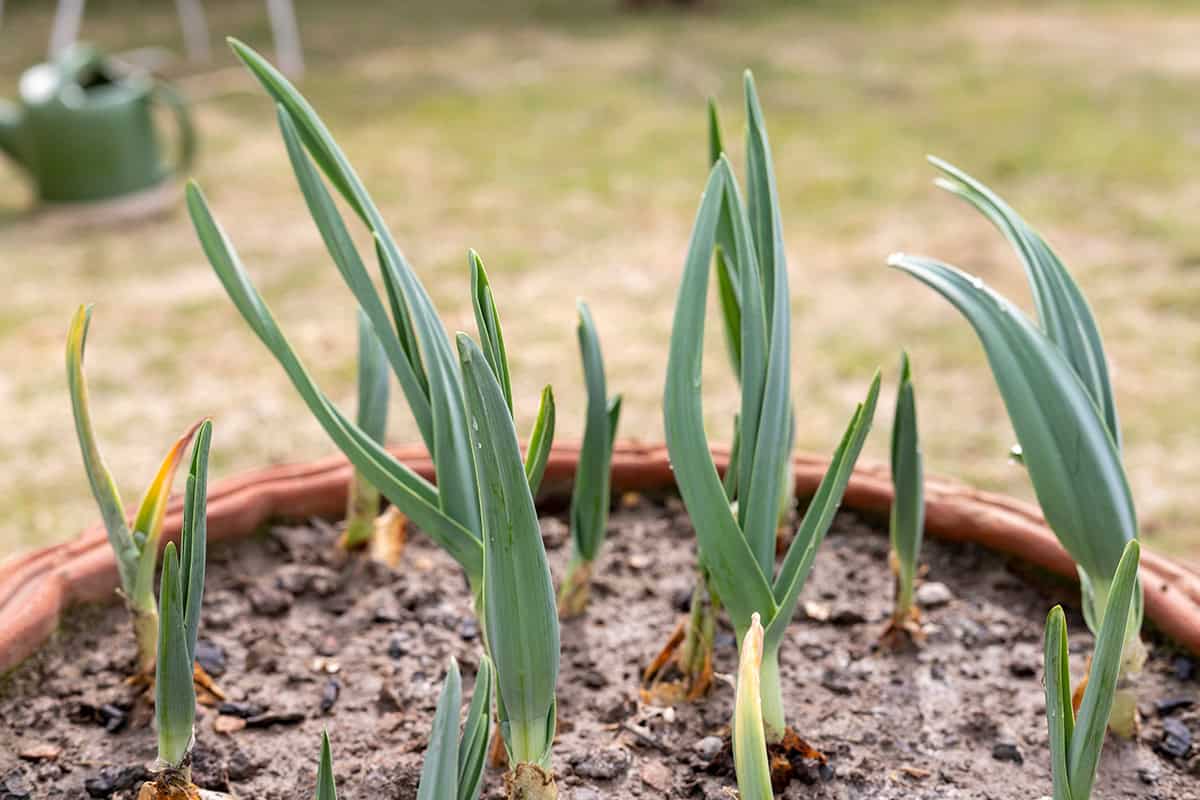 Garlic