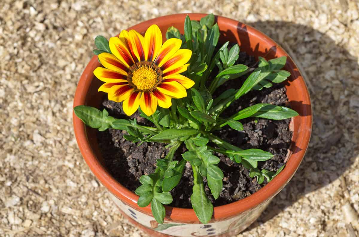 Gazania